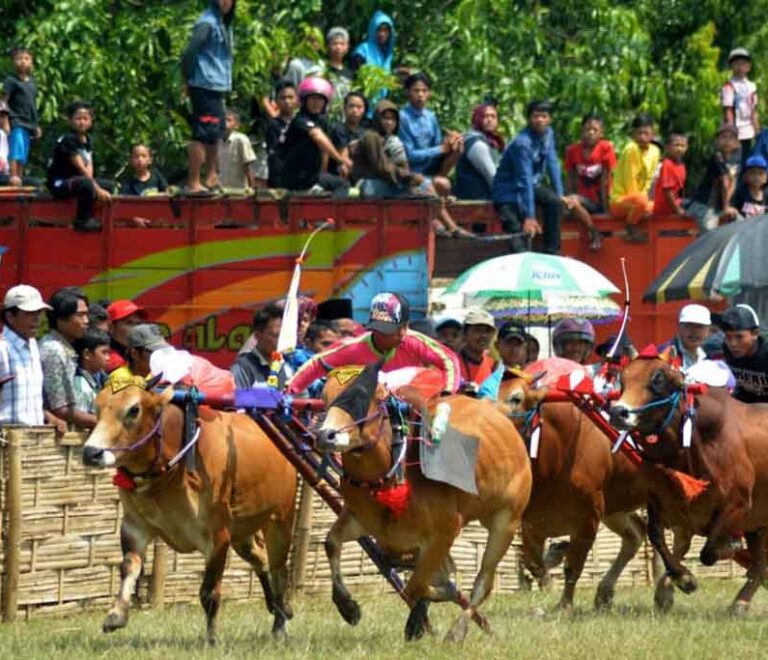 Karapan Sapi Madura