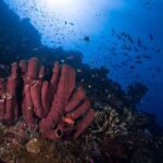 The Underwater Marine Life of Togean Islands