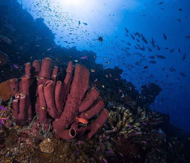 The Underwater Marine Life of Togean Islands