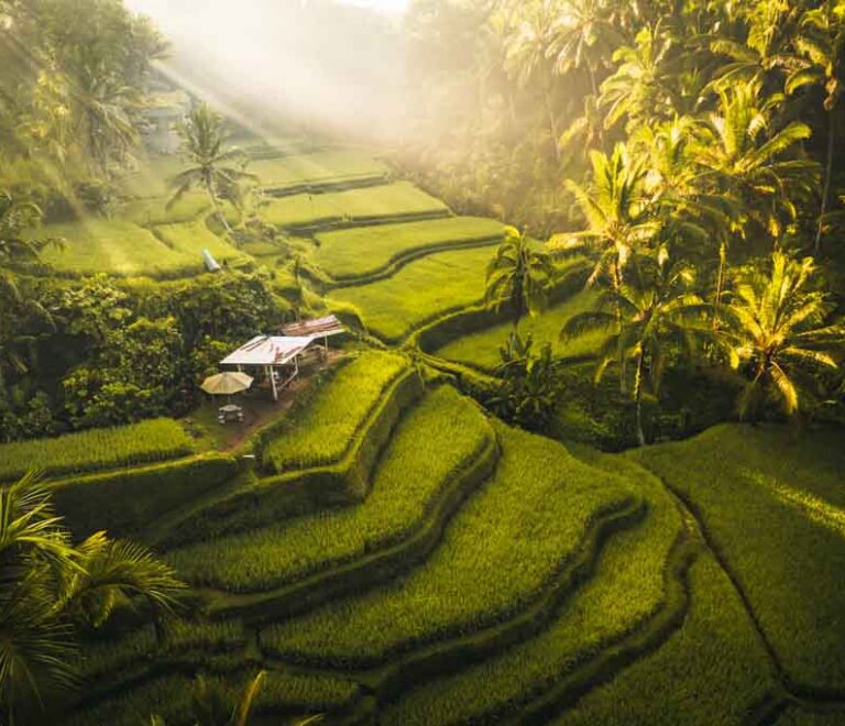 Tegallalang Rice Terraces Ubud Bali