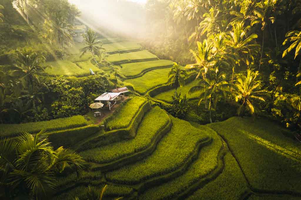 Tegallalang Rice Terraces Ubud Bali
