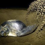 2-Day Ijen Blue Fire & Sukamade Turtle Beach Tour from Banyuwangi