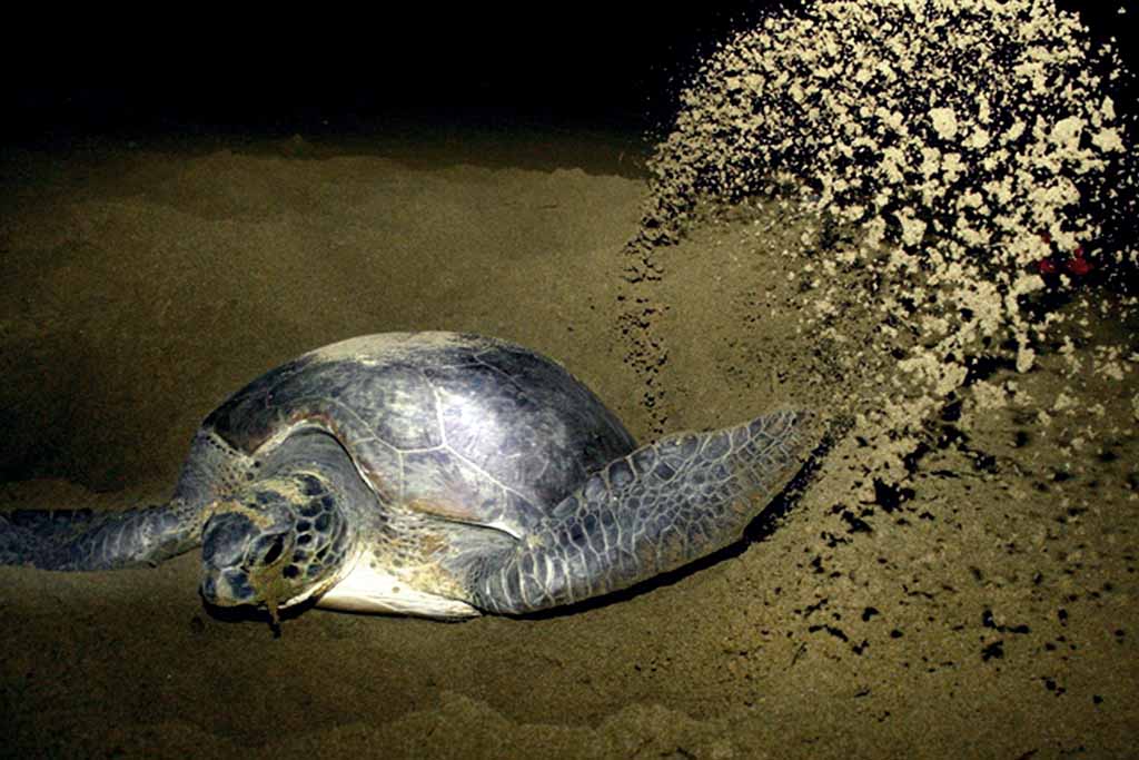 Sukamade Turtle Breeding Observation