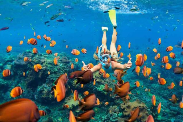 Snorkeling at Menjangan island