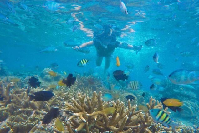 Snorkeling in Pramuka island