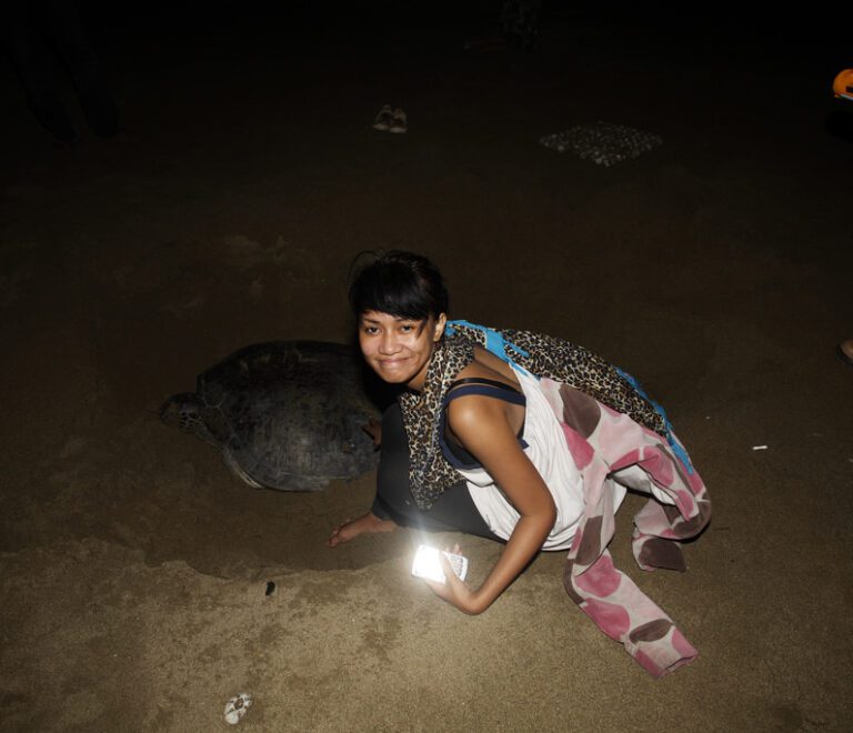The breeding turtles in Sukamade