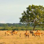 The deer grazzing in Savana Bekol - Baluran national park