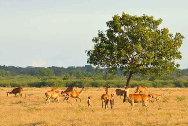 The deer grazzing in Savana Bekol - Baluran national park