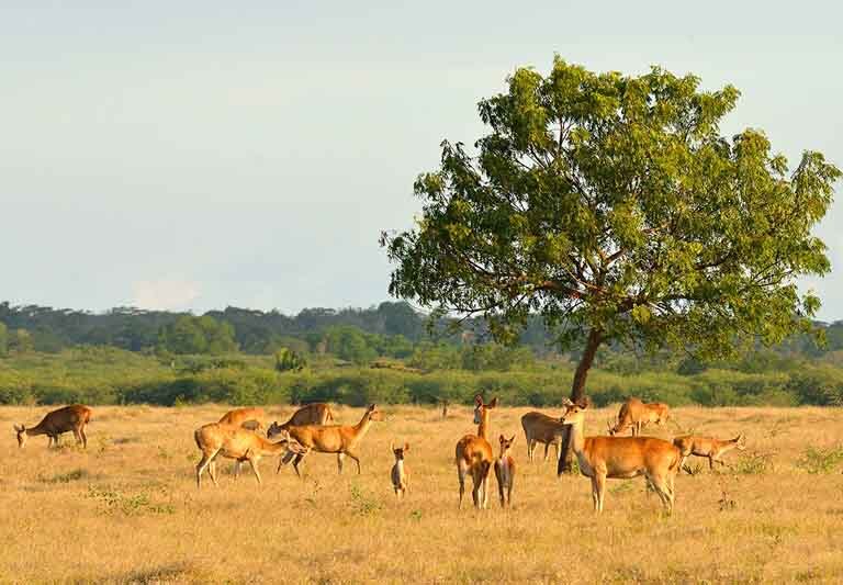 The deer grazzing in Savana Bekol - Baluran national park