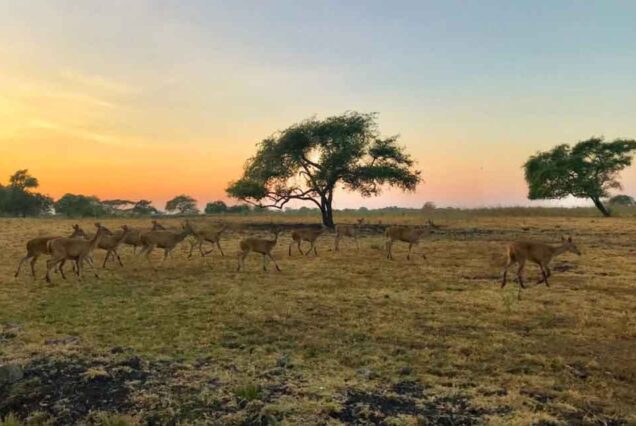 The deer in Baluran during sunset