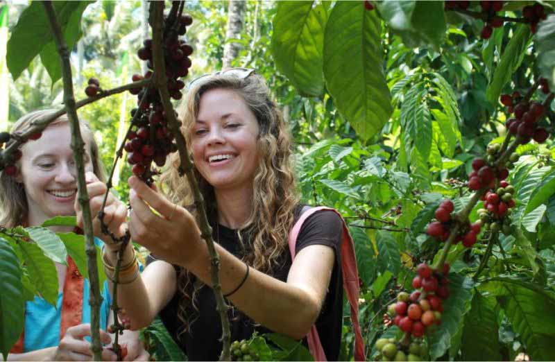 Agrowisata Kopilego Banyuwangi