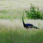 Burung Merak di Savana Sadengan Alas Purwo