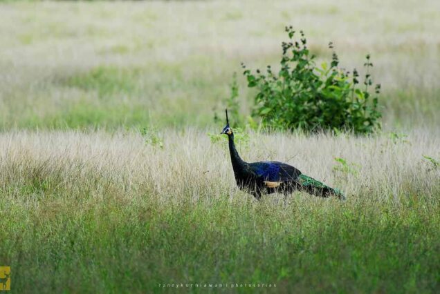 Burung Merak di Savana Sadengan Alas Purwo