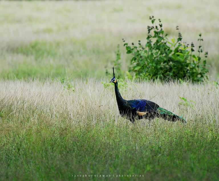 Burung Merak di Savana Sadengan Alas Purwo