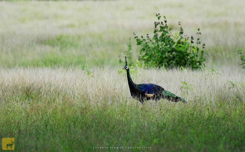 Burung Merak di Savana Sadengan Alas Purwo