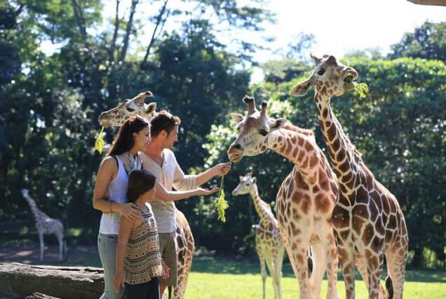 Feeding beautiful animal in Safari Park 2 Prigen