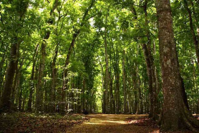 Forest Conservation Area of Alas Purwo
