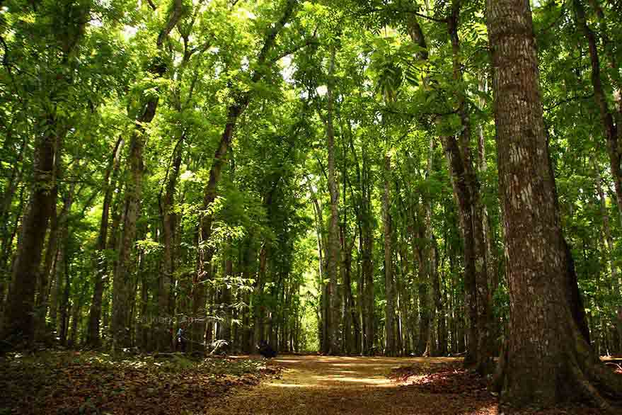 Forest Conservation Area of Alas Purwo