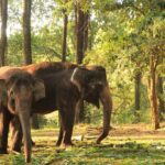 Prigen Safari Park Tour from Surabaya – Educational Wildlife Adventure