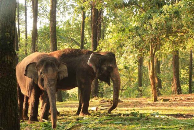 Gajah di Taman Safari Prigen