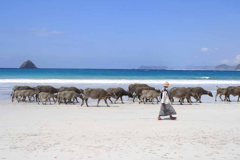 Local herdsman around the beach of Selong Belenak – Lombok
