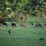 Savana Sadengan - Taman Nasional Alas Purwo