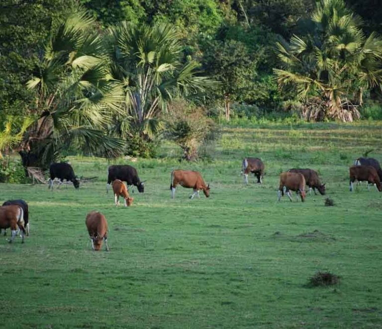 Savana Sadengan - Taman Nasional Alas Purwo
