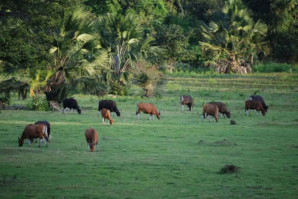 Savana Sadengan - Taman Nasional Alas Purwo