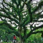 Day tour to Jawatan forest and Chocolate village Banyuwangi