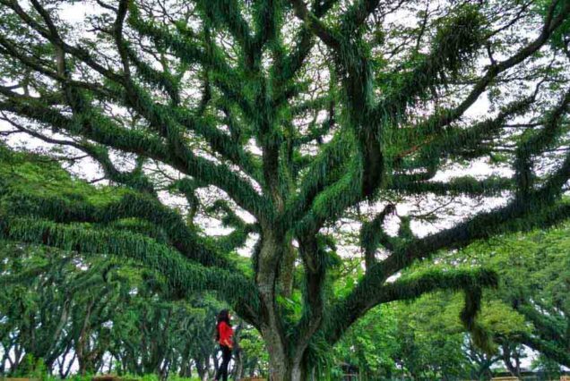 Day tour to Jawatan forest and Chocolate village Banyuwangi