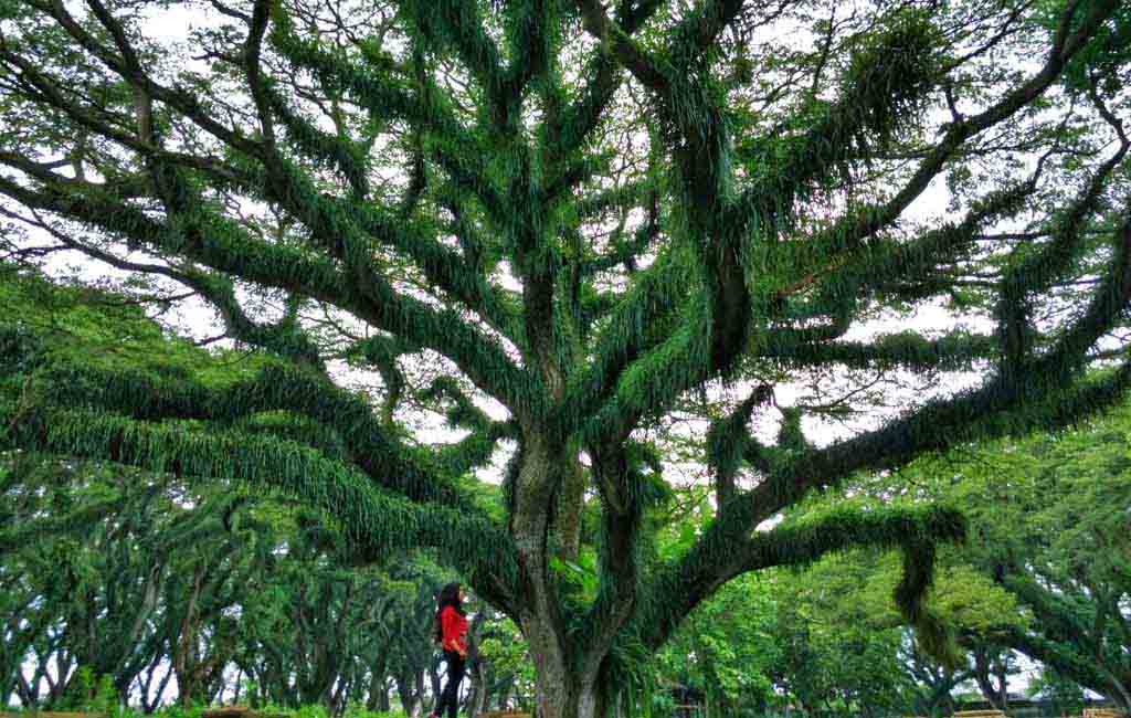 Trembesi forest in Benculuk – Banyuwangi