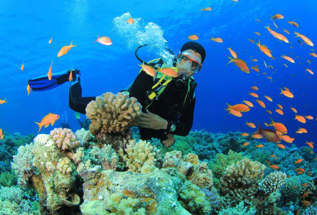 Colorful fish living around the reef in Derawan islands