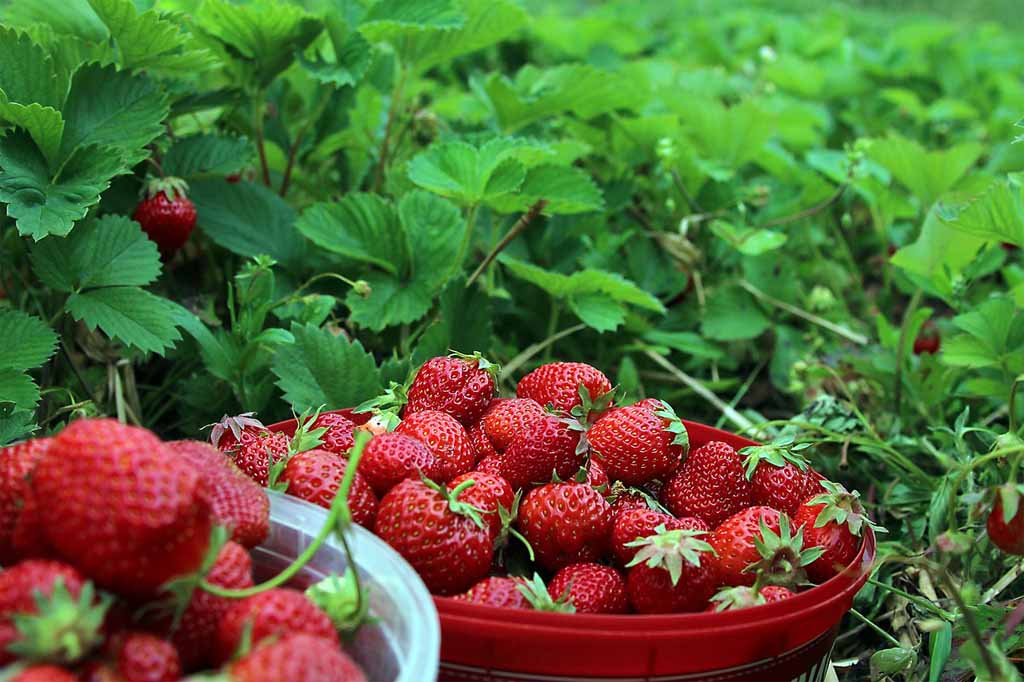 Strawberry plantation – Ciwidey Bandung