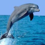 Private Dolphin Watching Tour in Lovina & Sunrise Experience in Bali