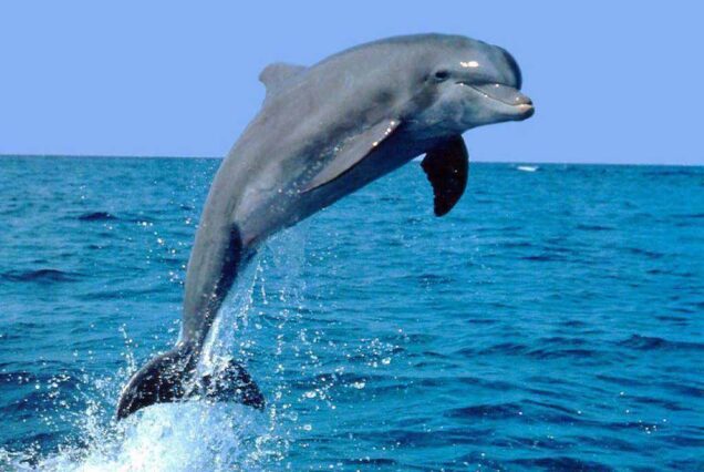 Dolphin attraction in Lovina beach