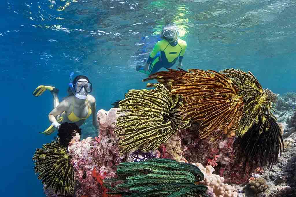 Free Diving in Wakatobi