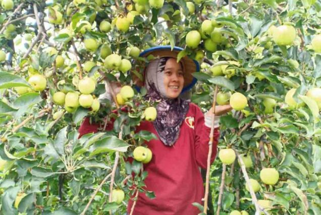 Picking apple agrotourism in Batu - Malang