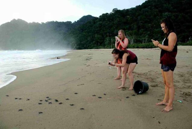 Releasing-Turtle-babies-to-the-ocean-in-Sukamade