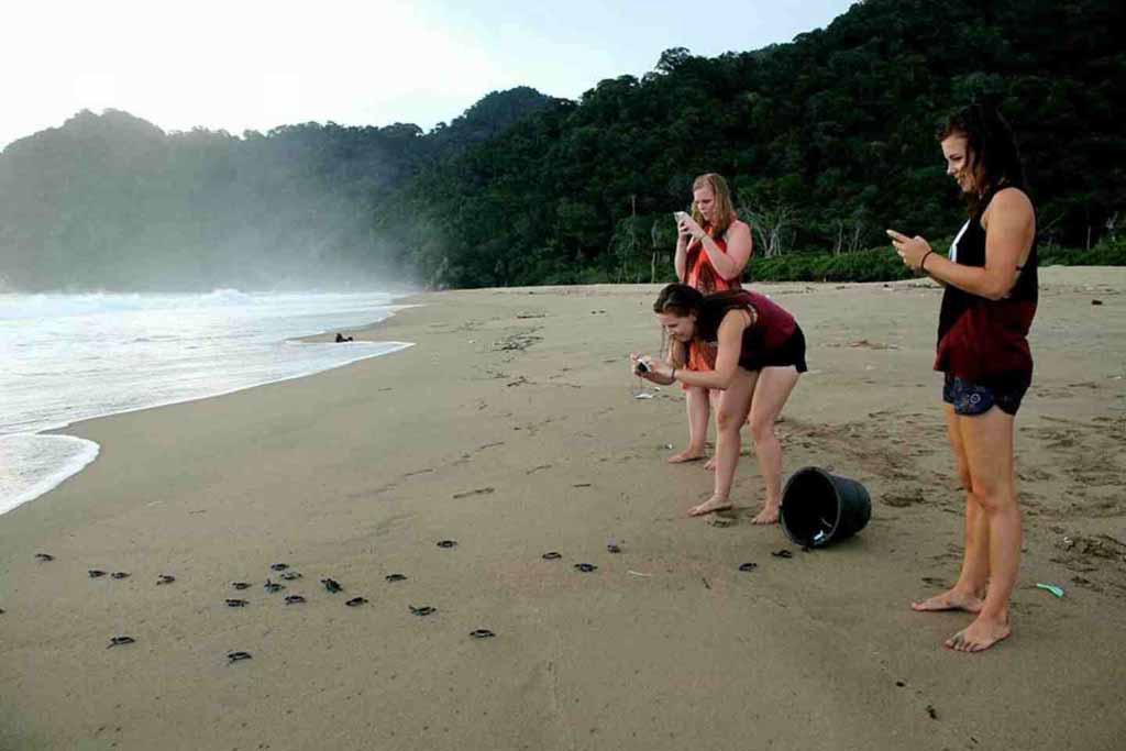 Releasing-Turtle-babies-to-the-ocean-in-Sukamade