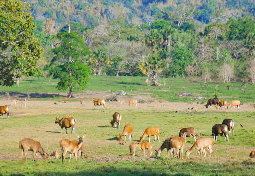 Savanna Cidaon – Ujung Kulon