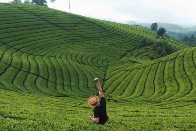 Sukawana Tea Plantation Mountains Fields