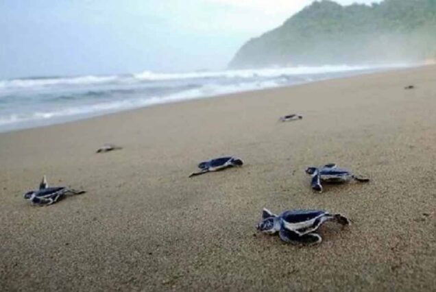 Turtle babies welcome the ocean in Sukamade