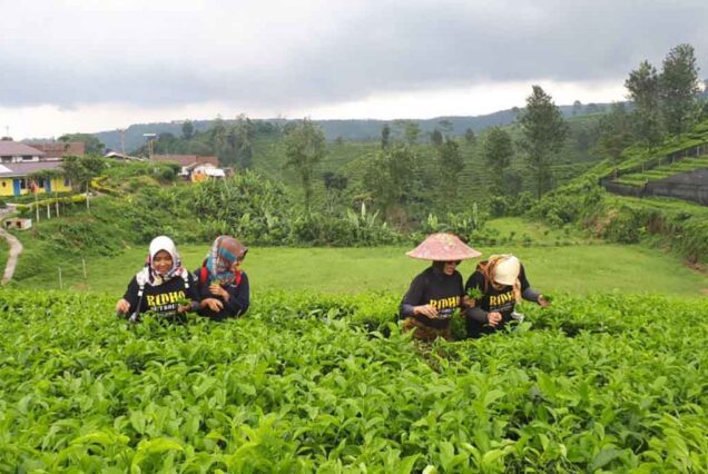 Andung Biru Tea Plantation - Probolinggo