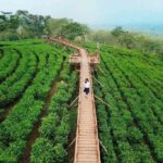 Explore Tiris: Tea Plantation, Kedaton Temple, Segaran Lake & Hot Spring - Full Day Tour from Probolinggo