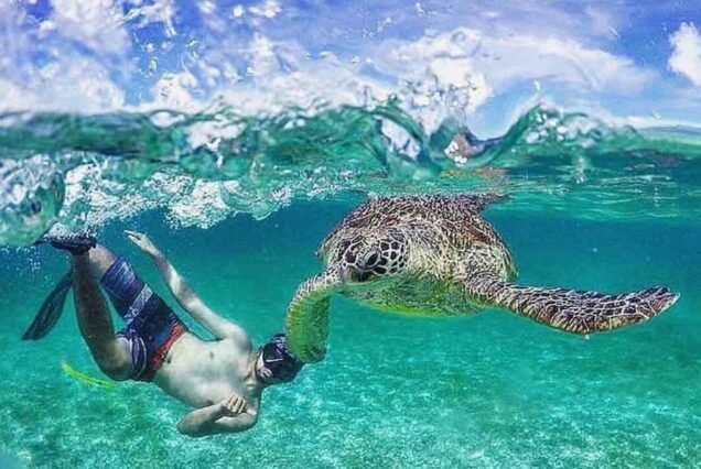Snorkeling-with-Turtle-in-Derawan-Islands