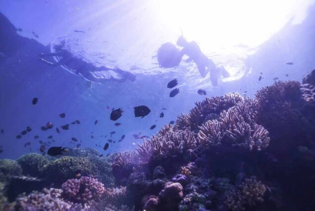 Free Diving in Bunaken