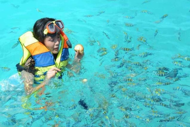 Snorkeling with Coral Fishes in Pantara Island