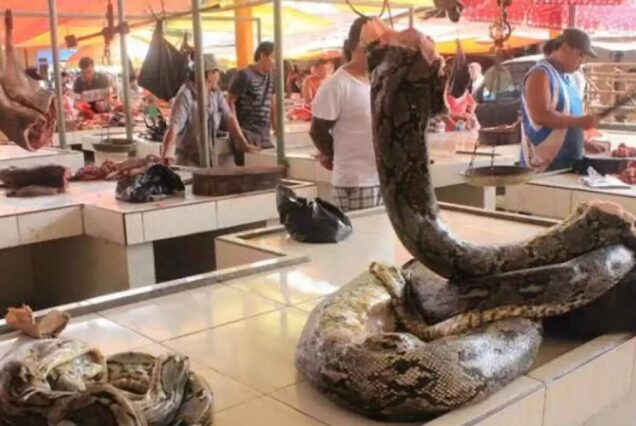 Python for Sale as meals in Tomohon market - Manado tours